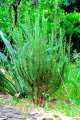 Romarin. ROSMARINUS officinalis. Méditérrané. Labiatae. 0.5-1m
